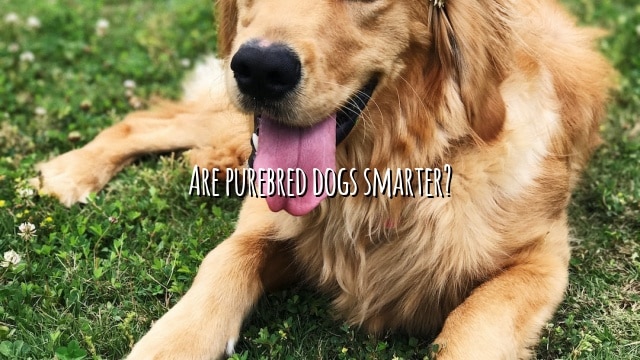 Are purebred dogs smarter?
