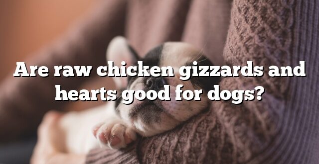Are raw chicken gizzards and hearts good for dogs?
