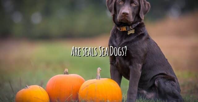 Are seals Sea Dogs?