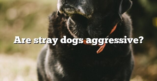 Are stray dogs aggressive?