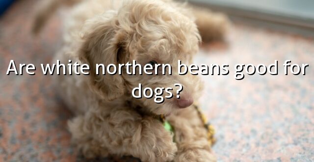 Are white northern beans good for dogs?