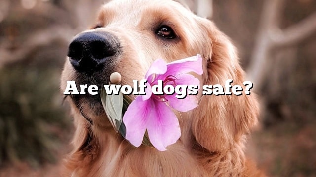 Are wolf dogs safe?