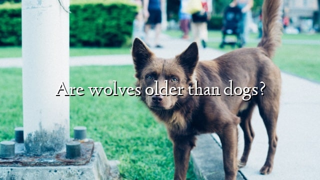 Are wolves older than dogs?