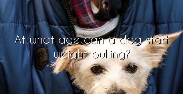 At what age can a dog start weight pulling?