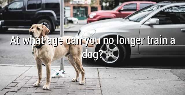 At what age can you no longer train a dog?