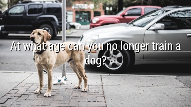 At what age can you no longer train a dog?