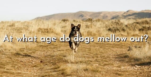 At what age do dogs mellow out?