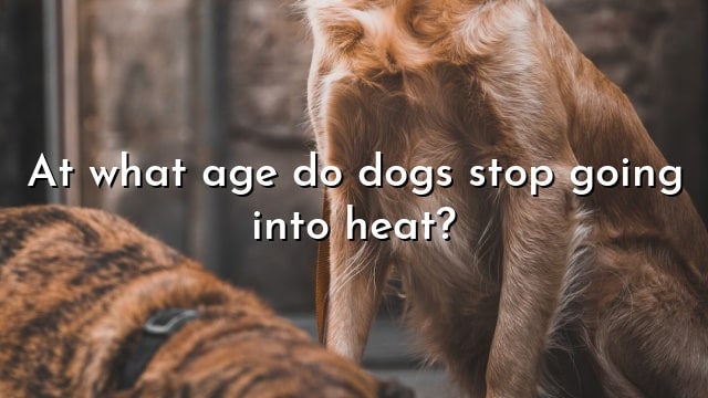 At what age do dogs stop going into heat?