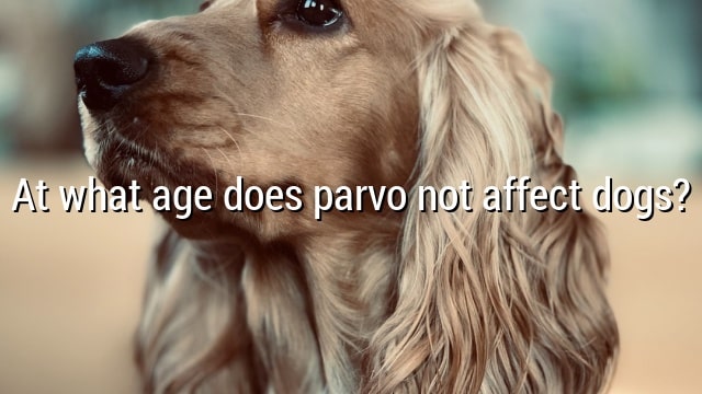 At what age does parvo not affect dogs?
