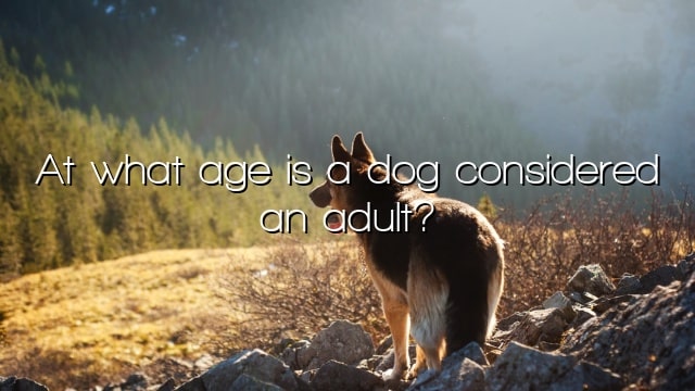 At what age is a dog considered an adult?