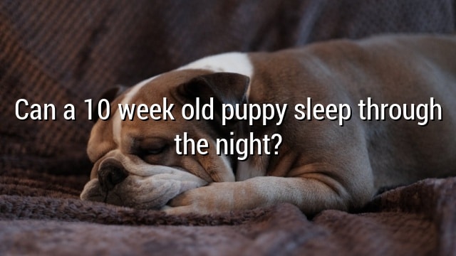 Can a 10 week old puppy sleep through the night?