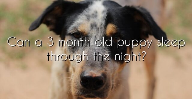 Can a 3 month old puppy sleep through the night?