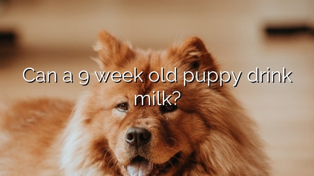 Can a 9 week old puppy drink milk?