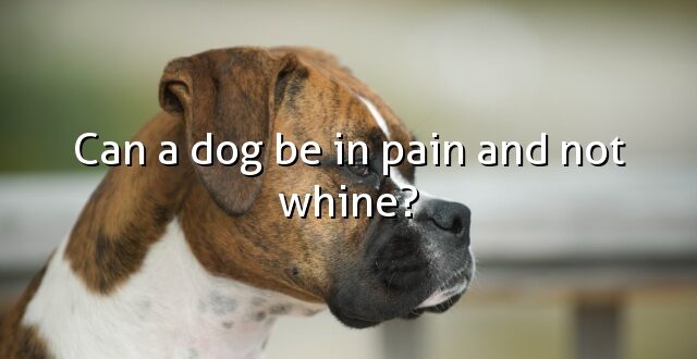 Can a dog be in pain and not whine?