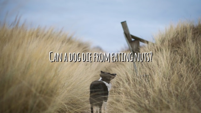 Can a dog die from eating nuts?