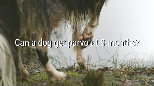 Can a dog get parvo at 9 months?