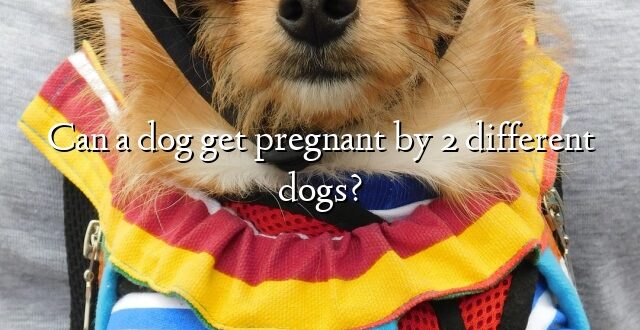 Can a dog get pregnant by 2 different dogs?
