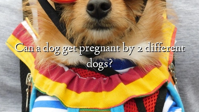 Can a dog get pregnant by 2 different dogs?