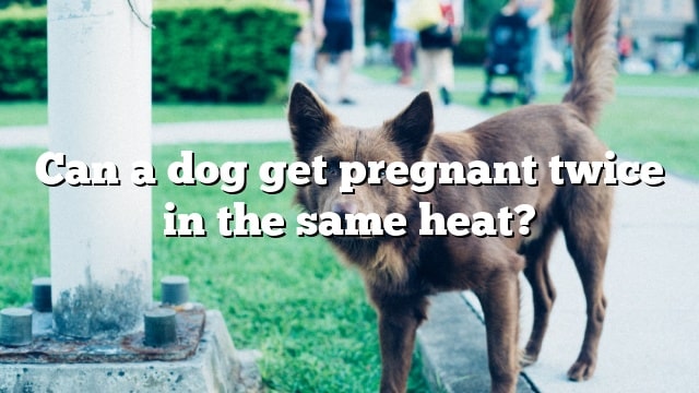 Can a dog get pregnant twice in the same heat?
