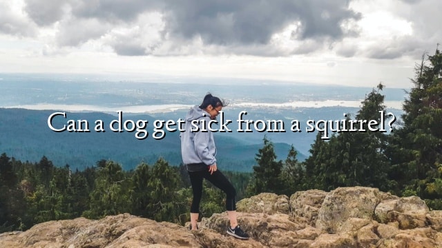 Can a dog get sick from a squirrel?