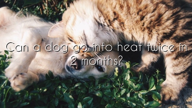 Can a dog go into heat twice in 2 months?