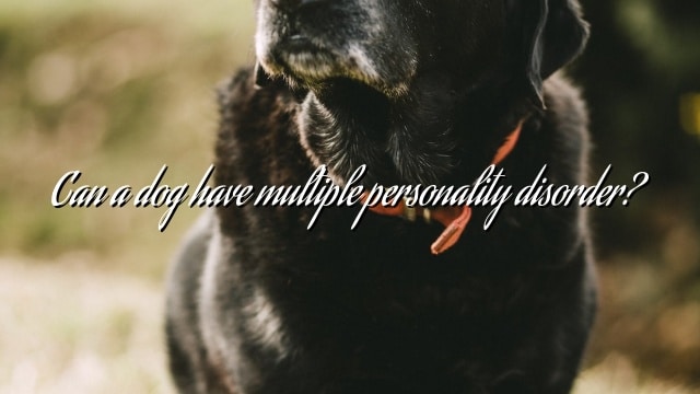 Can a dog have multiple personality disorder?