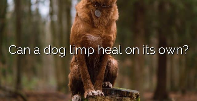 Can a dog limp heal on its own?