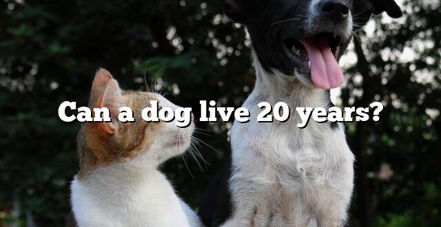 Can a dog live 20 years?