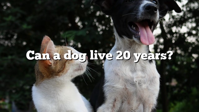 Can a dog live 20 years?