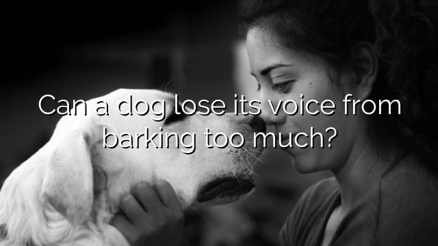 Can a dog lose its voice from barking too much?