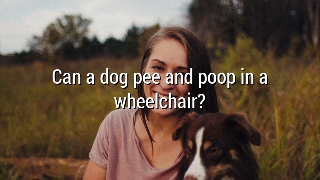 Can a dog pee and poop in a wheelchair?