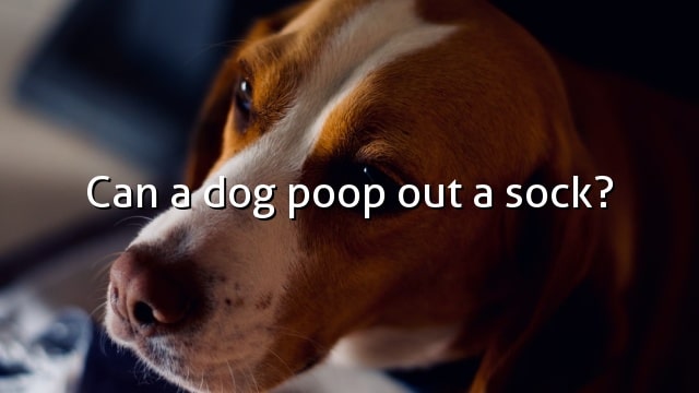 Can a dog poop out a sock?