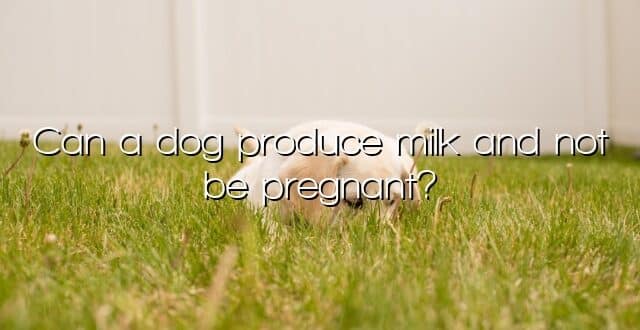 Can a dog produce milk and not be pregnant?
