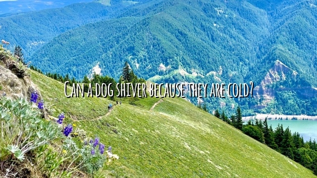 Can a dog shiver because they are cold?