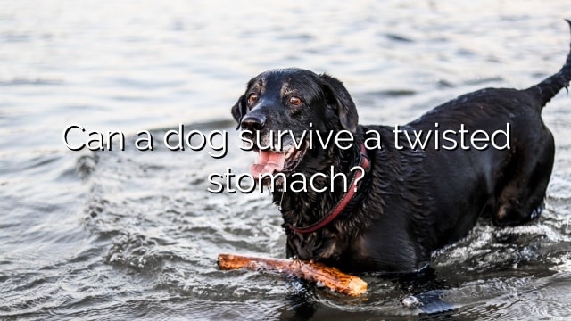 Can a dog survive a twisted stomach?