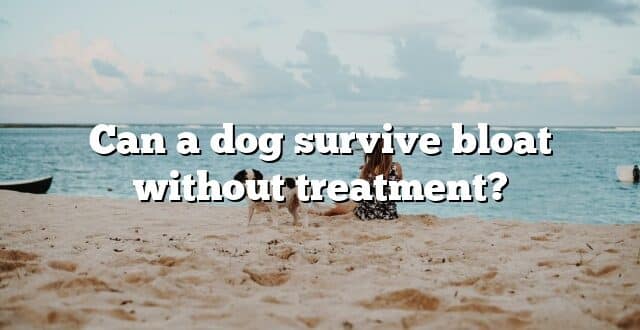 Can a dog survive bloat without treatment?