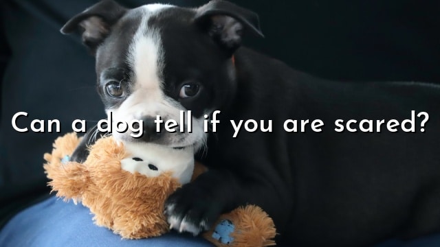 Can a dog tell if you are scared?