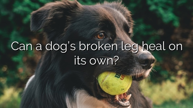 Can a dog’s broken leg heal on its own?