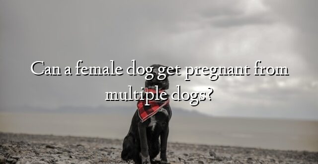 Can a female dog get pregnant from multiple dogs?
