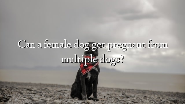 Can a female dog get pregnant from multiple dogs?