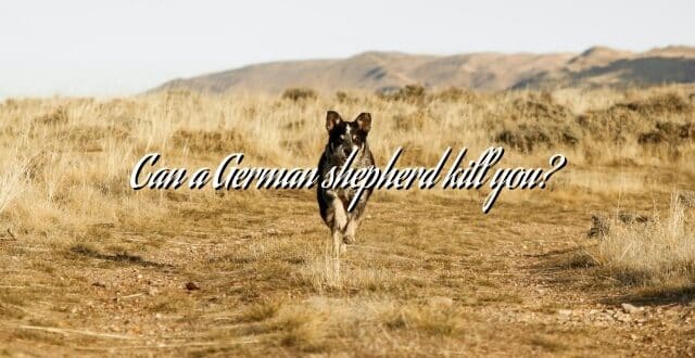 Can a German shepherd kill you?