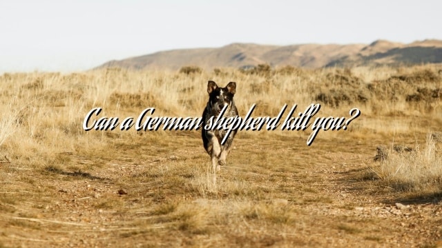 Can a German shepherd kill you?