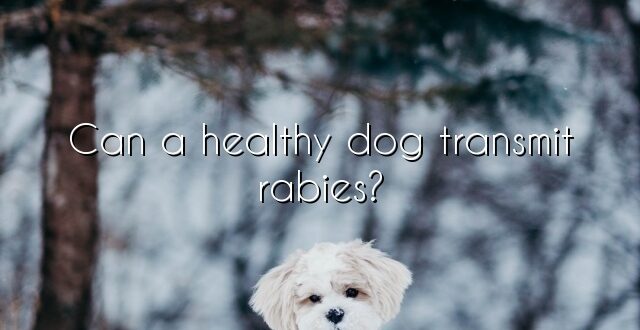 Can a healthy dog transmit rabies?
