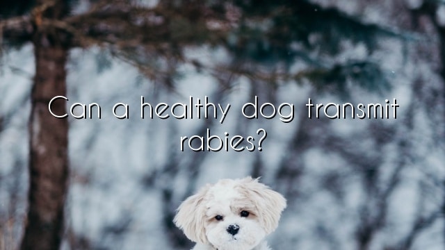 Can a healthy dog transmit rabies?