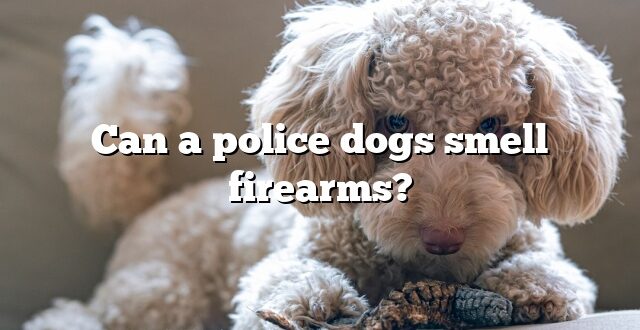 Can a police dogs smell firearms?
