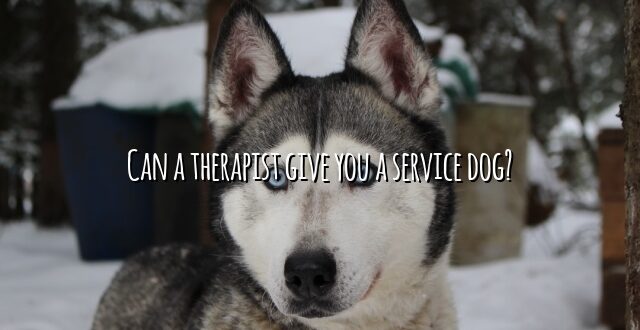Can a therapist give you a service dog?