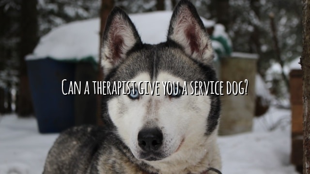 Can a therapist give you a service dog?