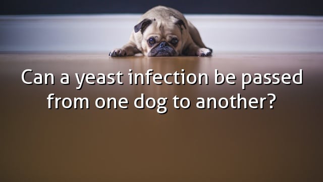 Can a yeast infection be passed from one dog to another?