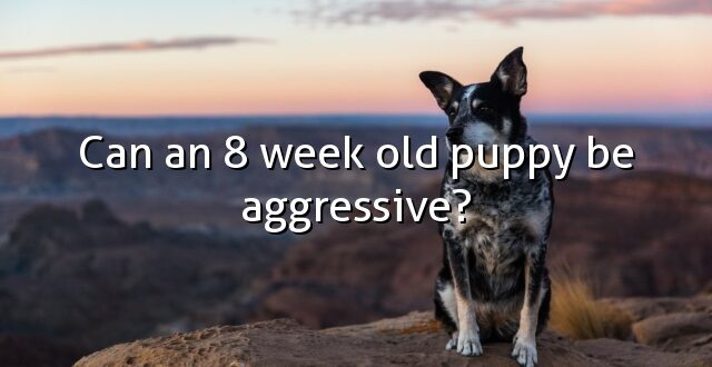 Can an 8 week old puppy be aggressive?
