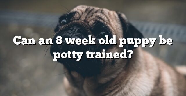 Can an 8 week old puppy be potty trained?